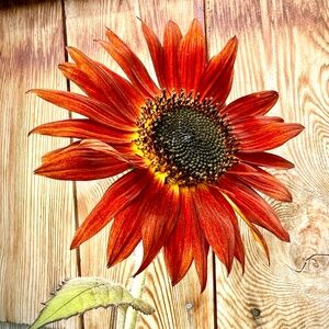 Meet your Posher, Donna